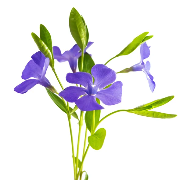 Flor de periwinkle aislado — Foto de Stock