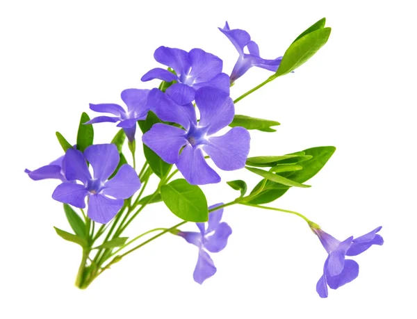 Fiore di pervinca isolato — Foto Stock