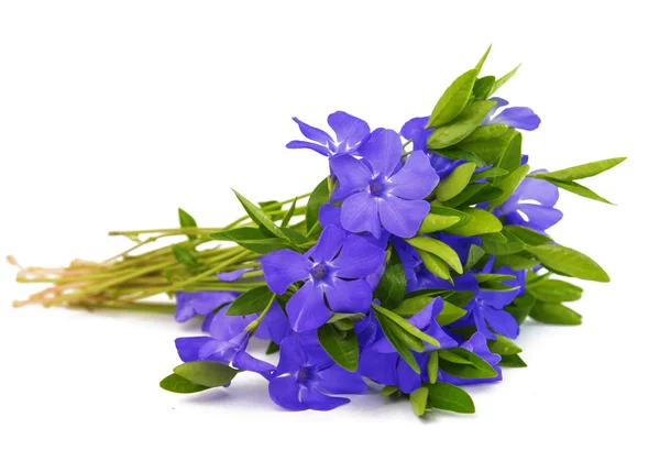 Periwinkle flower isolated — Stock Photo, Image