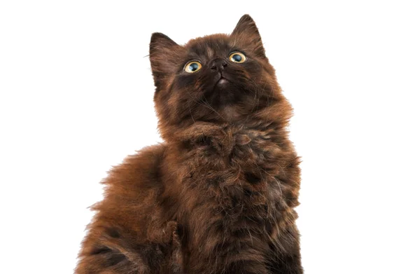 Милий чорний маленький кошеня ізольований — стокове фото