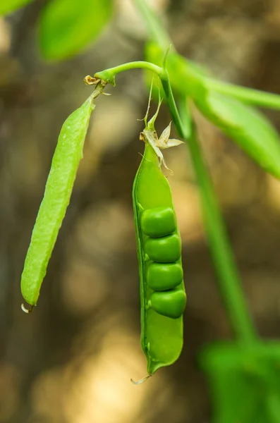 Peas growing — Stock Photo, Image