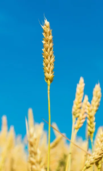 Cultiver des épis de blé contre le ciel bleu — Photo