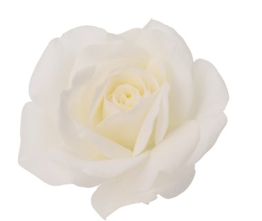 beyaz gül izole