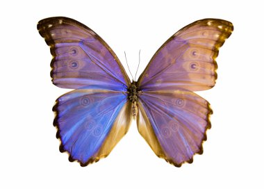 güzel kelebek izole