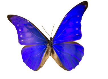 güzel kelebek izole