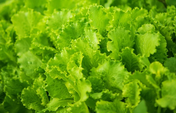 Зелений лист салату, що росте — стокове фото