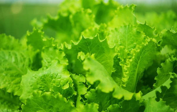 Grüner Blattsalat wächst — Stockfoto