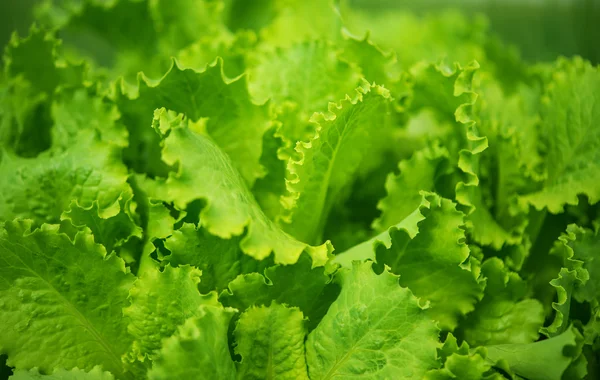 Salată verde frunze în creștere — Fotografie, imagine de stoc