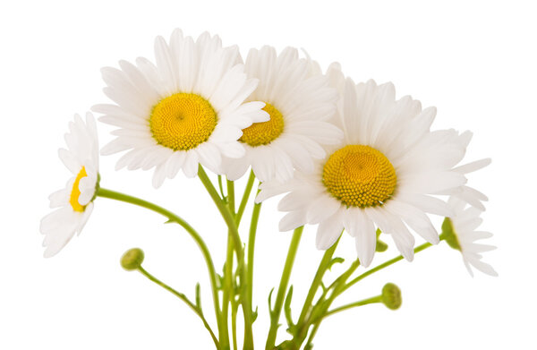 Ромашковый цветок