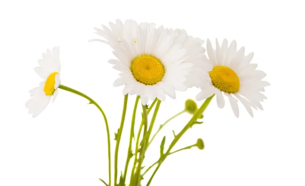 Chamomile flower — Stock Photo, Image