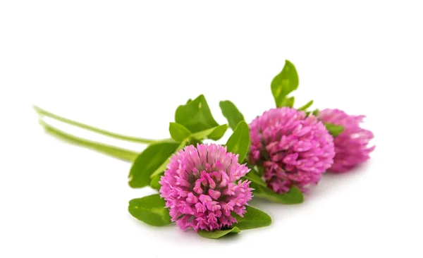 Clover flowers isolated — Stock Photo, Image