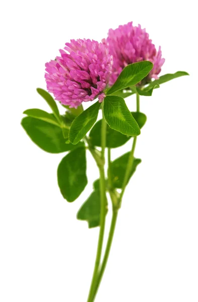 分離されたクローバーの花 — ストック写真