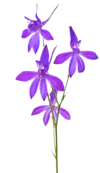 Wild flower isolated — Stock Photo, Image