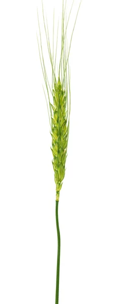 Зеленые уши пшеницы изолированы — стоковое фото