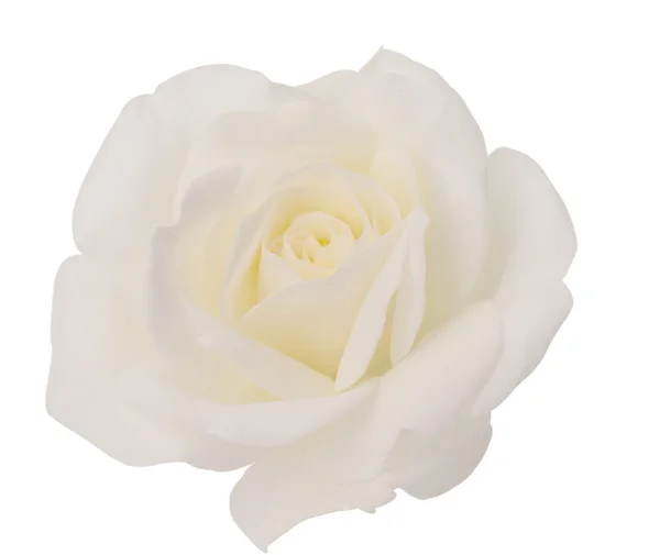 Rosa bianca isolata — Foto Stock