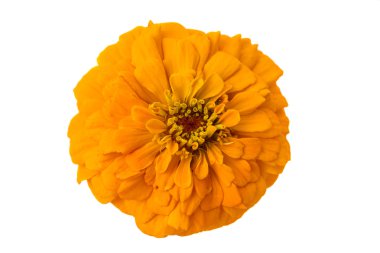izole marigolds