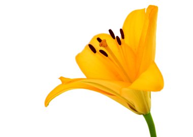 izole lily