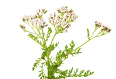 achillea millefolium çiçek