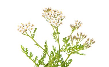 achillea millefolium çiçek