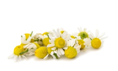 Medical Chamomile isolated clipart