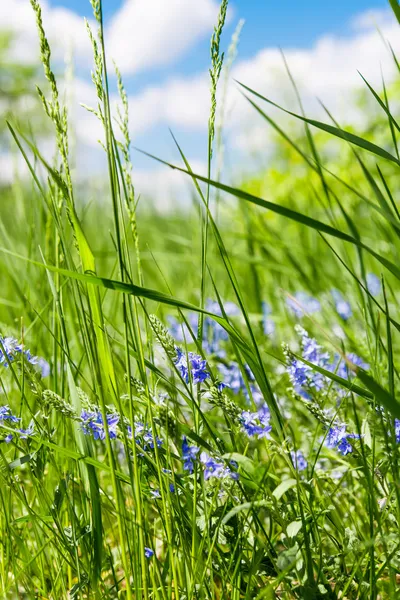 Weide bloemen — Stockfoto