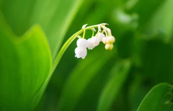 Kwitnąca Lily-of-the-Valley zbliżenie — Zdjęcie stockowe