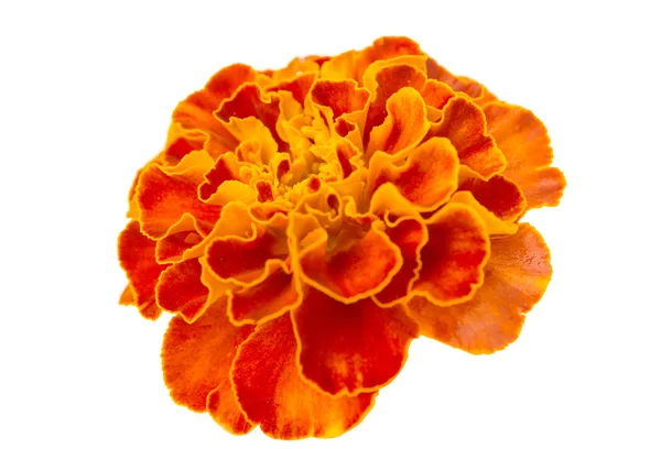 Izole marigolds — Stok fotoğraf