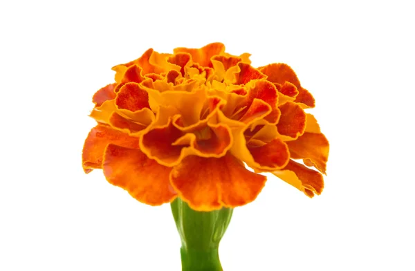 Marigolds isolated — Stock Photo, Image