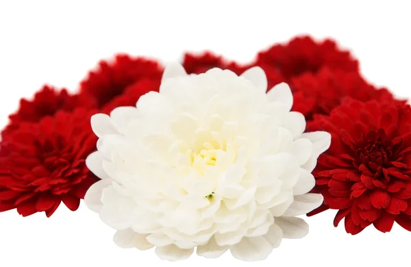 chrysanthemum isolated