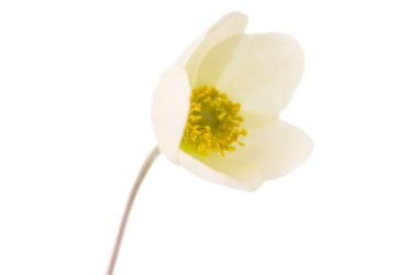 beyaz çiçek anemone dubravnaya izole