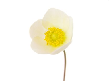 beyaz çiçek anemone dubravnaya izole