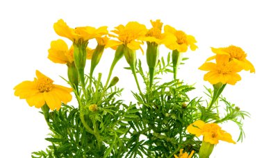 izole marigolds