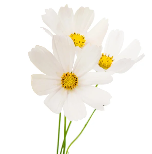 Witte cosmos bloem geïsoleerd — Stockfoto