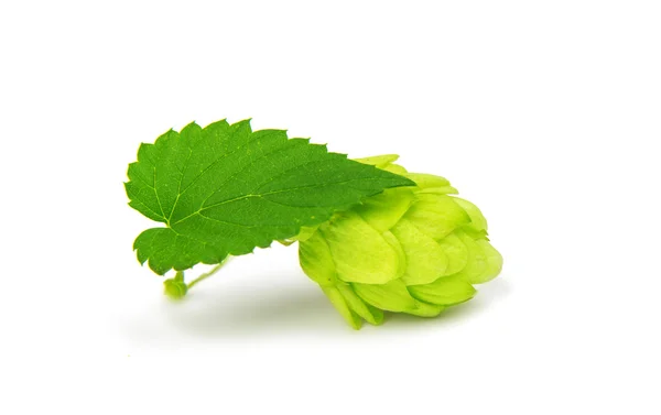 Hop cones — Stock Photo, Image