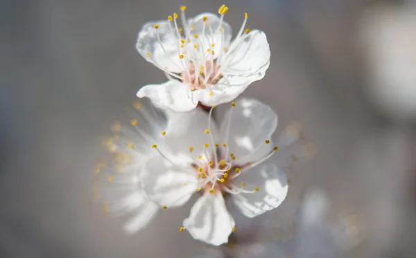 Flores de cerejeira — Fotografia de Stock