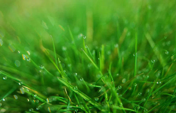 Drops of dew o — Stock Photo, Image