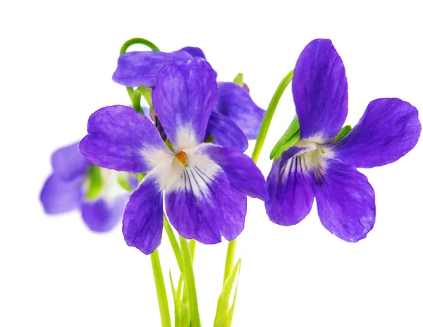 Фиолетовые цветы изолированы — стоковое фото