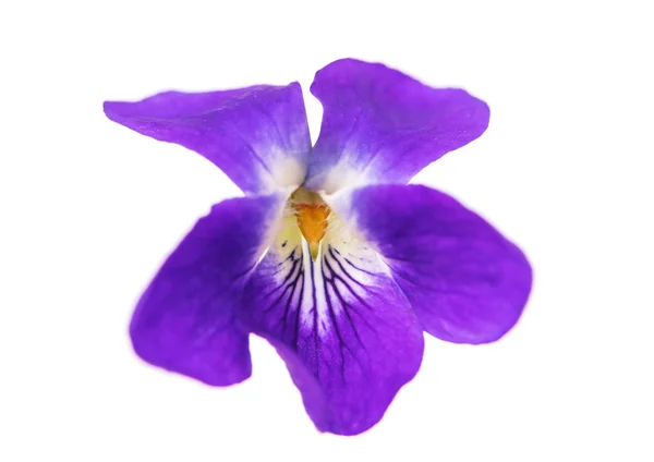 Violet flowers isolated — Stock Photo, Image