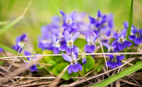 Flores de violetas florescendo na primavera — Fotografia de Stock