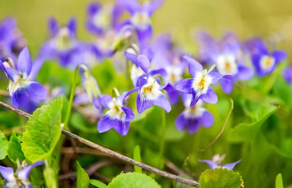 Flores violetas floreciendo en primavera —  Fotos de Stock