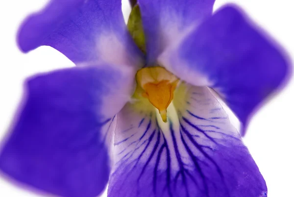 Flores violetas isoladas — Fotografia de Stock