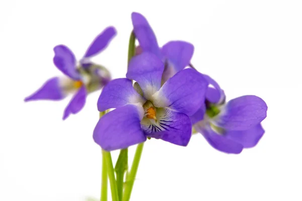 Fiori viola isolati — Foto Stock