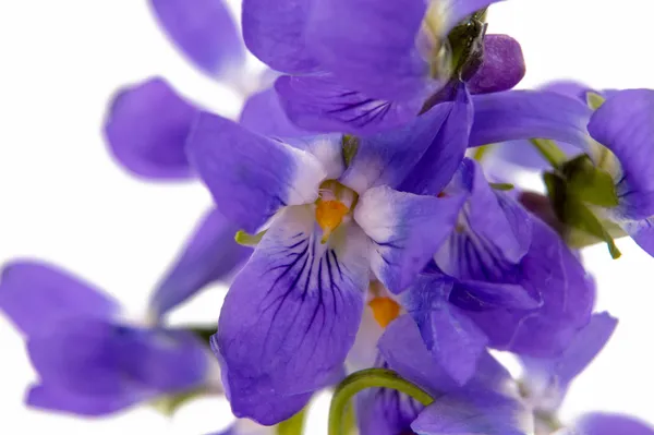 Violet flowers isolated — ストック写真