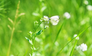 çiçekler üzerinde Kelebek