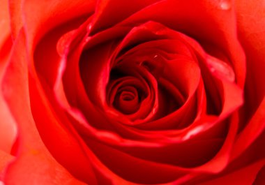 Kırmızı gül makrosu