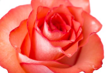 Kırmızı gül makrosu