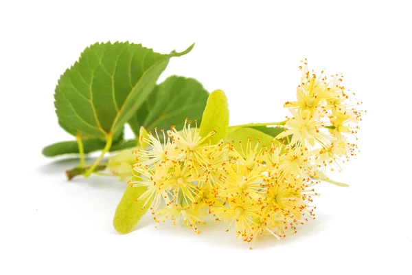 Linden bloemen geïsoleerd — Stockfoto