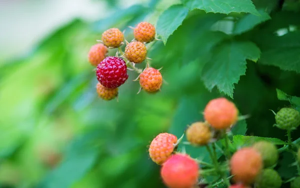 Raspberries growing — Stock Photo, Image