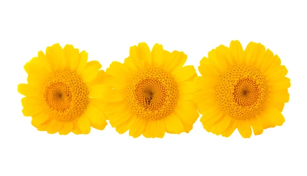 Fiore giallo isolato — Foto Stock