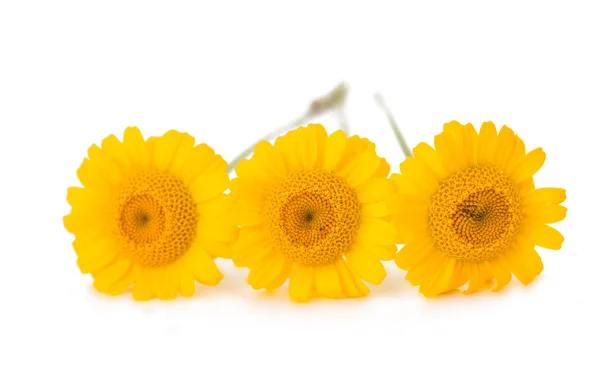 Fiore giallo isolato — Foto Stock